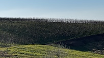 Weinberge