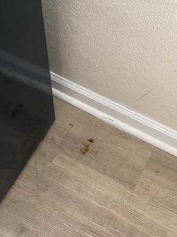 Something on the floor poop/ blood? Not sure