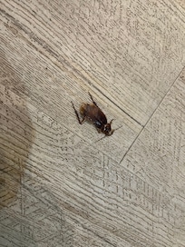 Dead roach in room