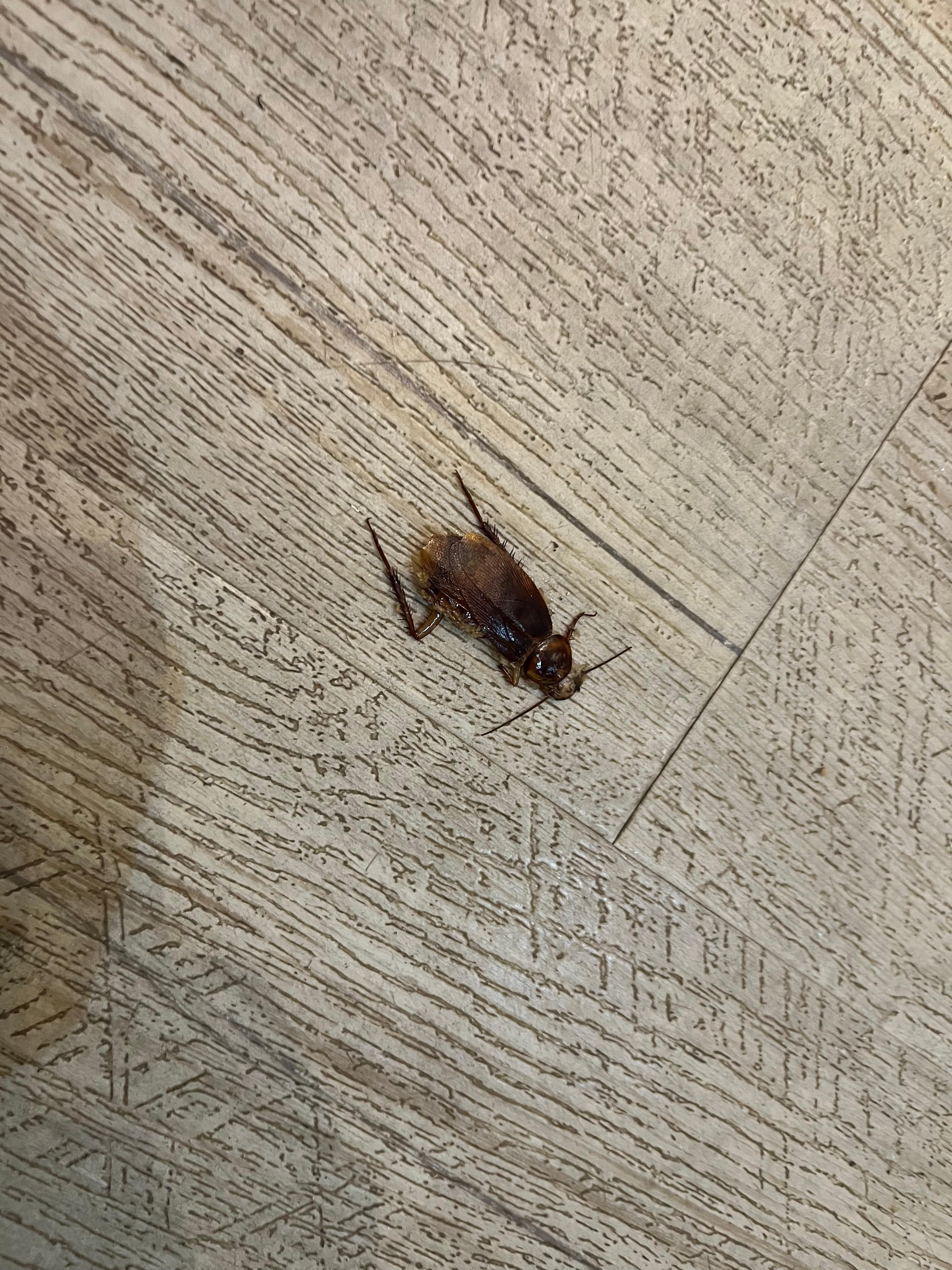 Dead roach in room 