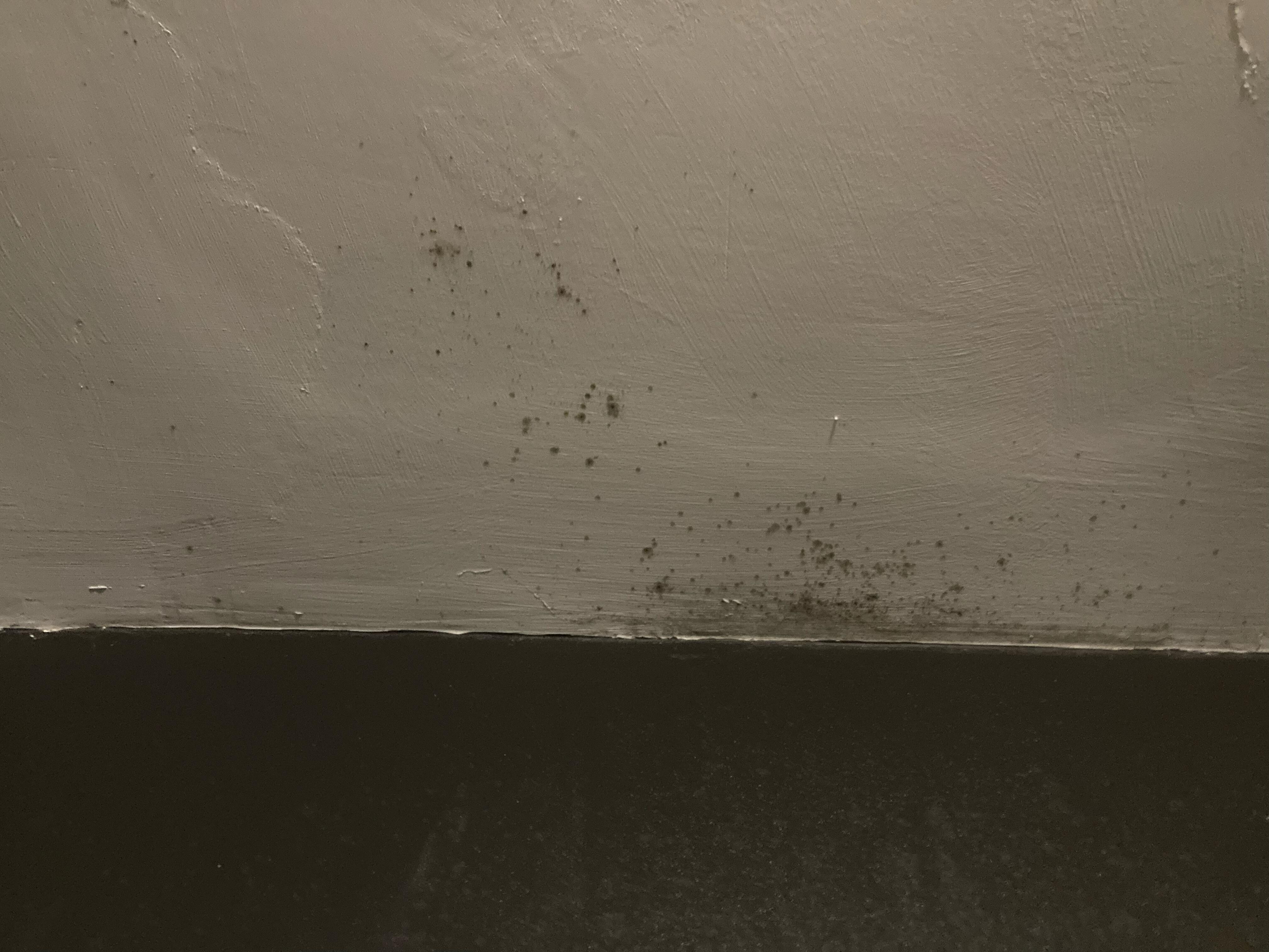 Mold in shower