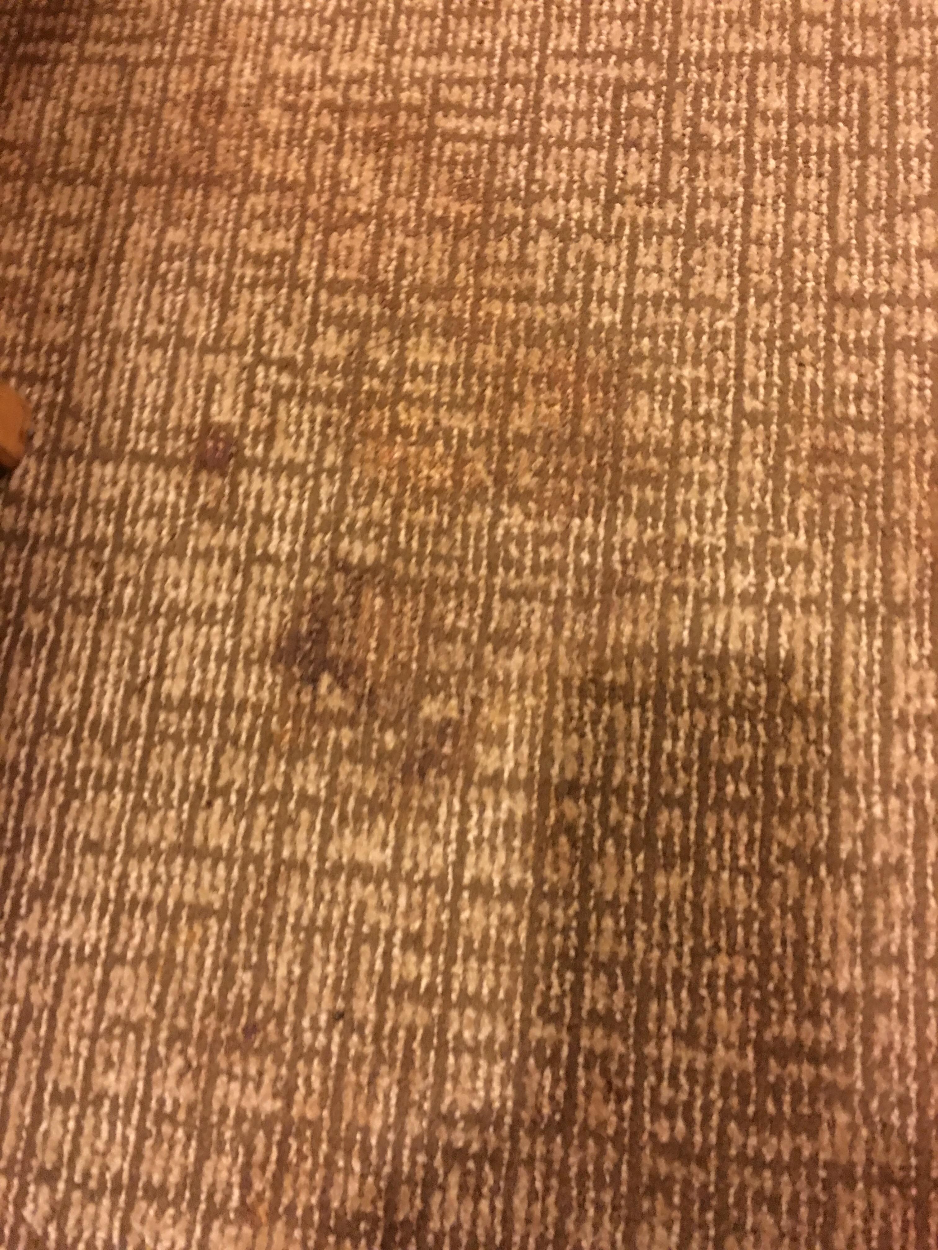 animal feces on the carpet not well cleaned