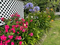 Jardin fleuri !