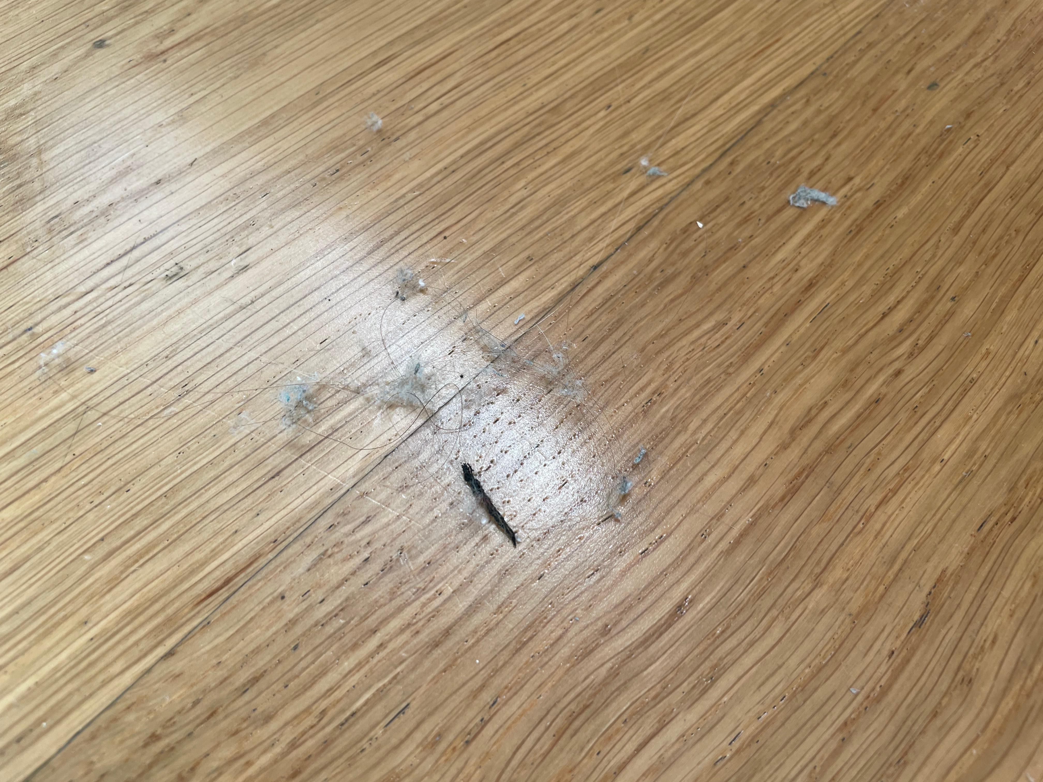 Just some of the hair on the floor. 