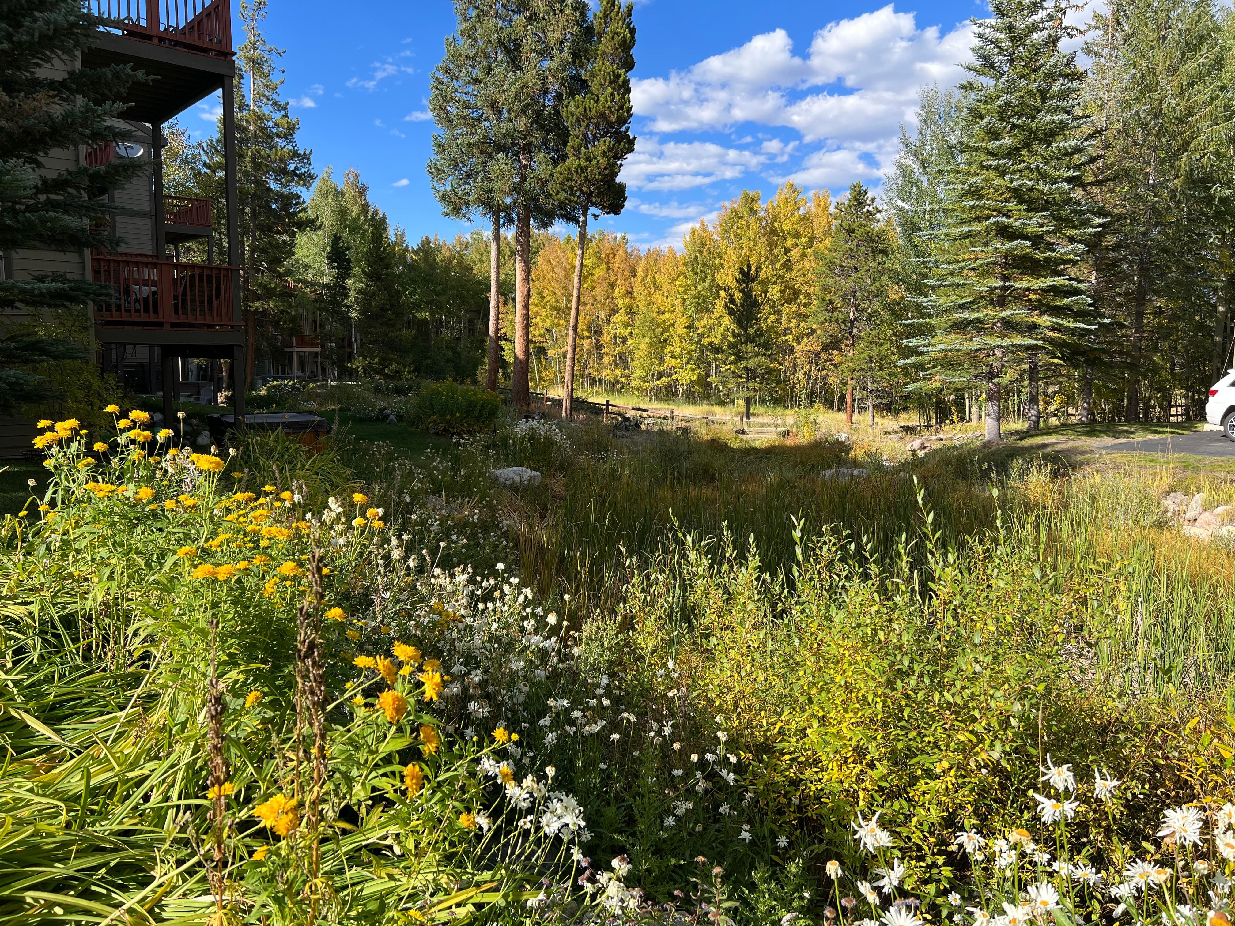 View of foliage in the complex 