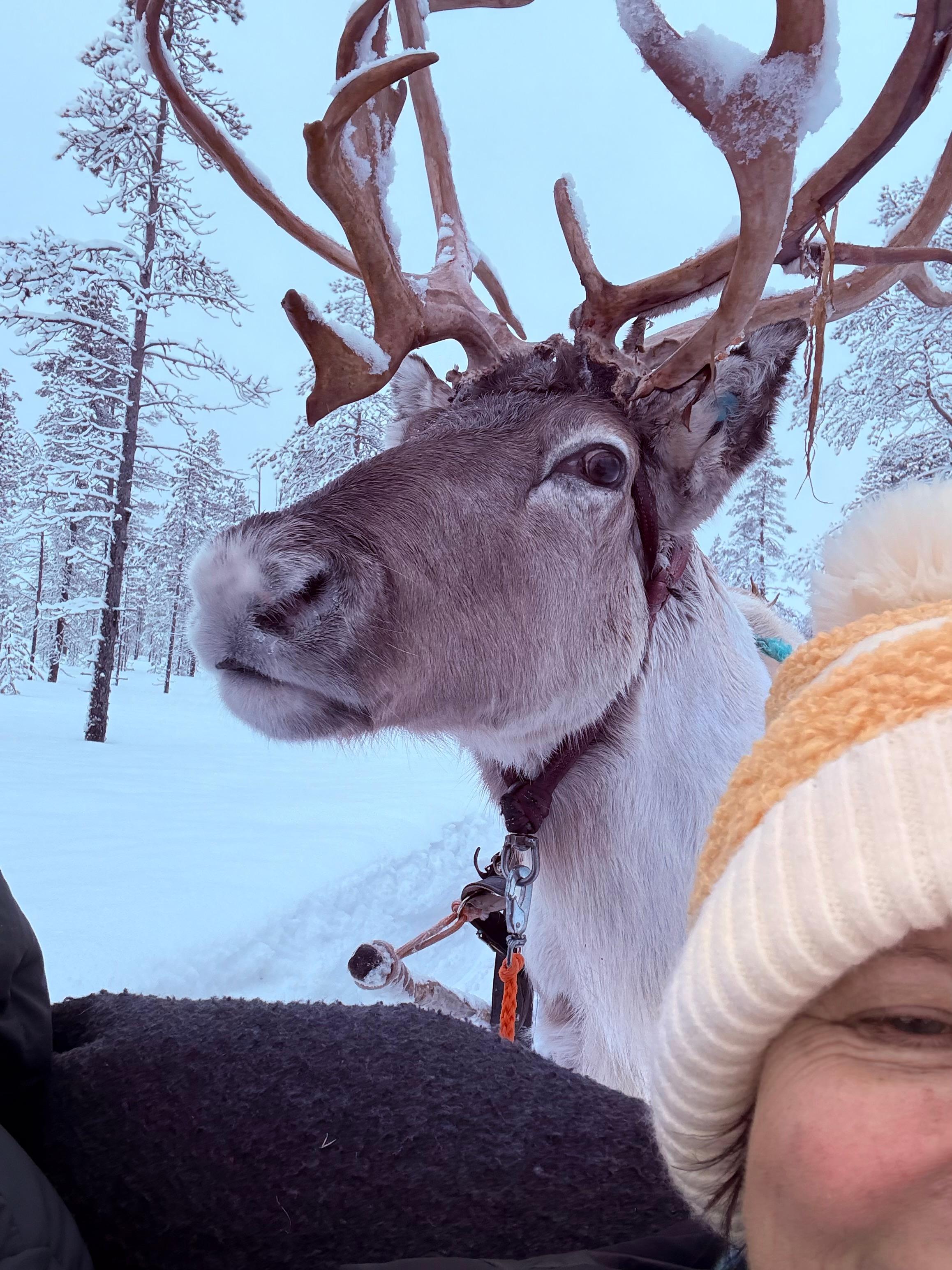 Reindeer friends