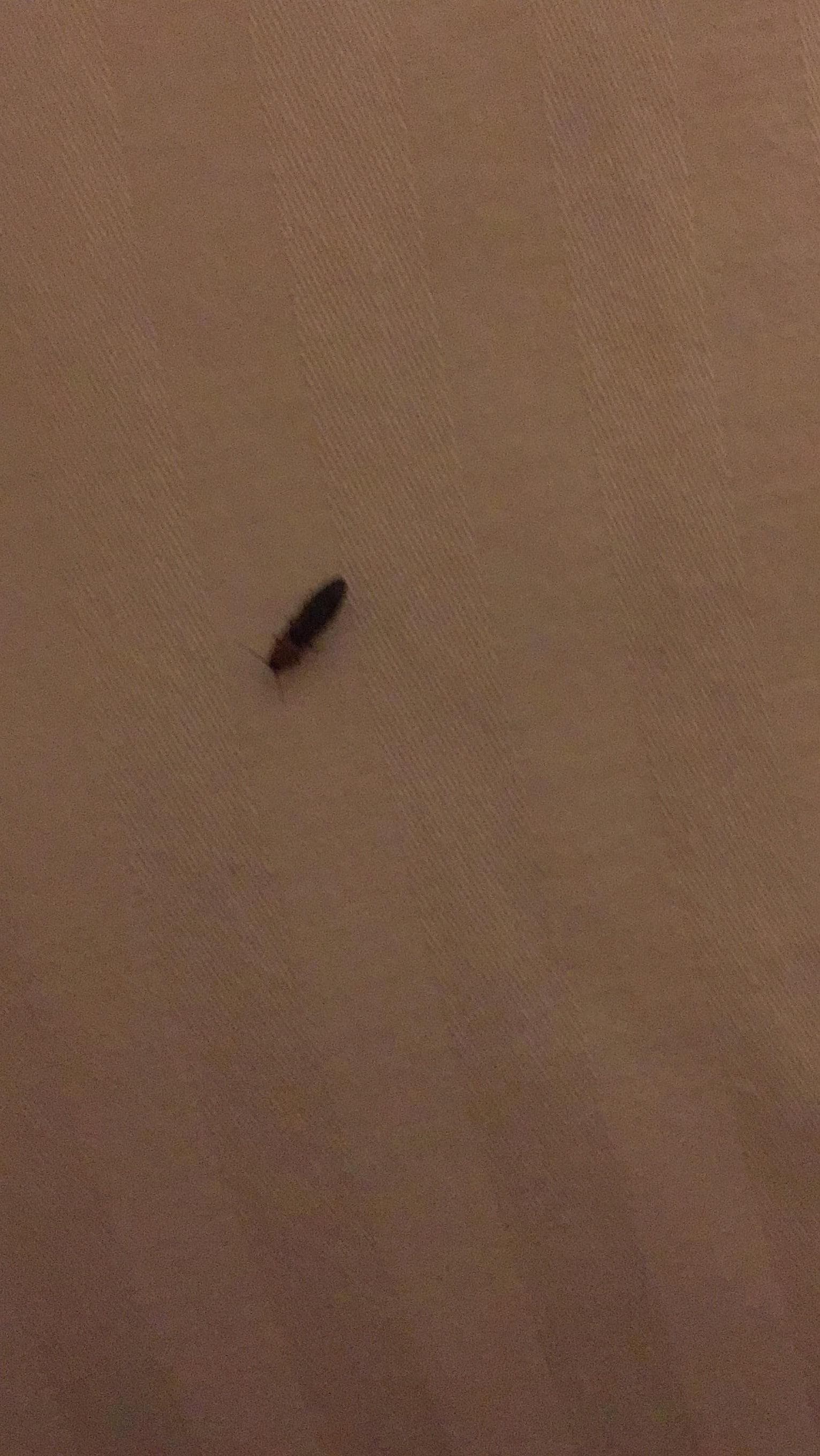 Bug on pillow