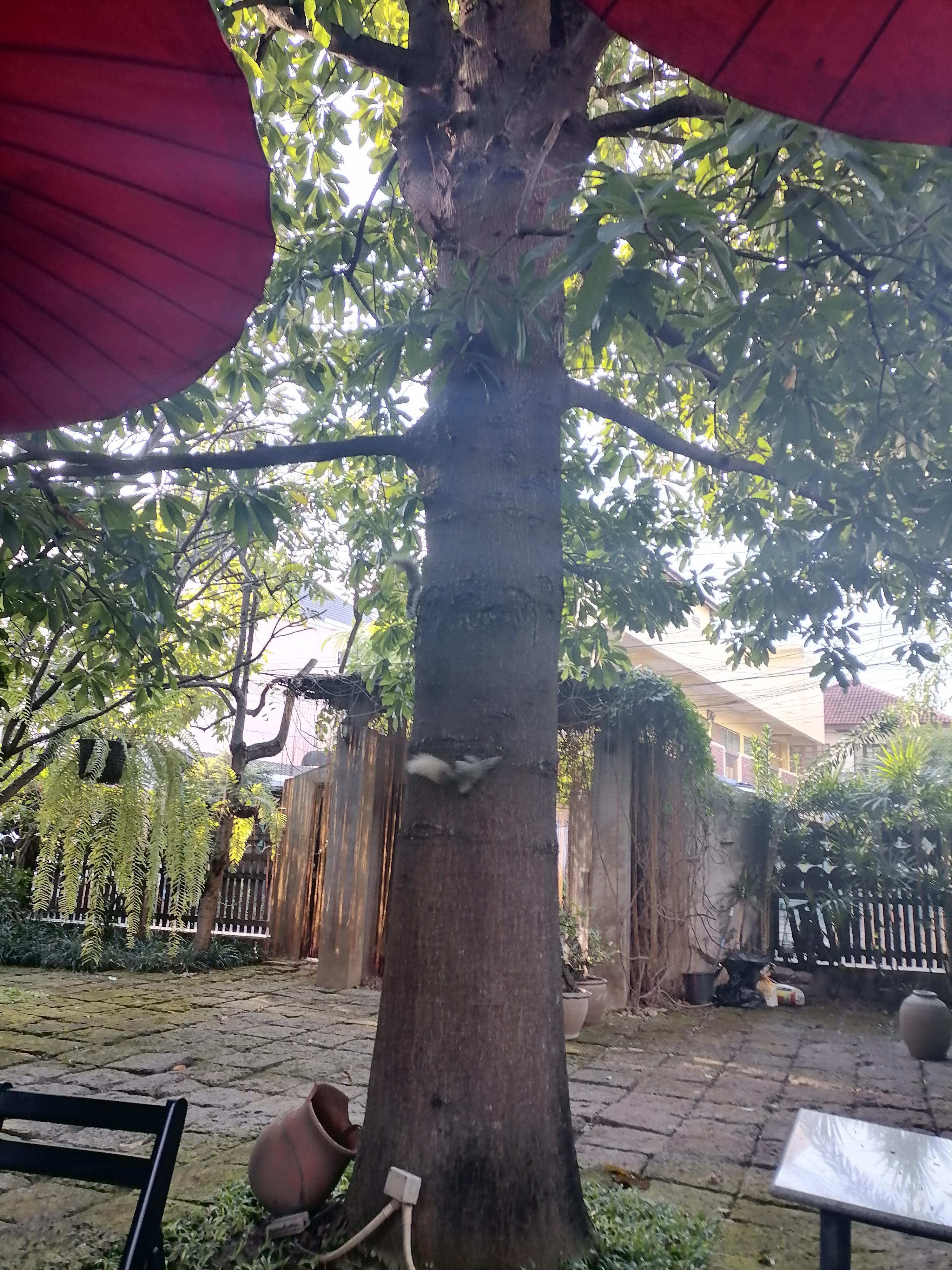 リスが見えますか？