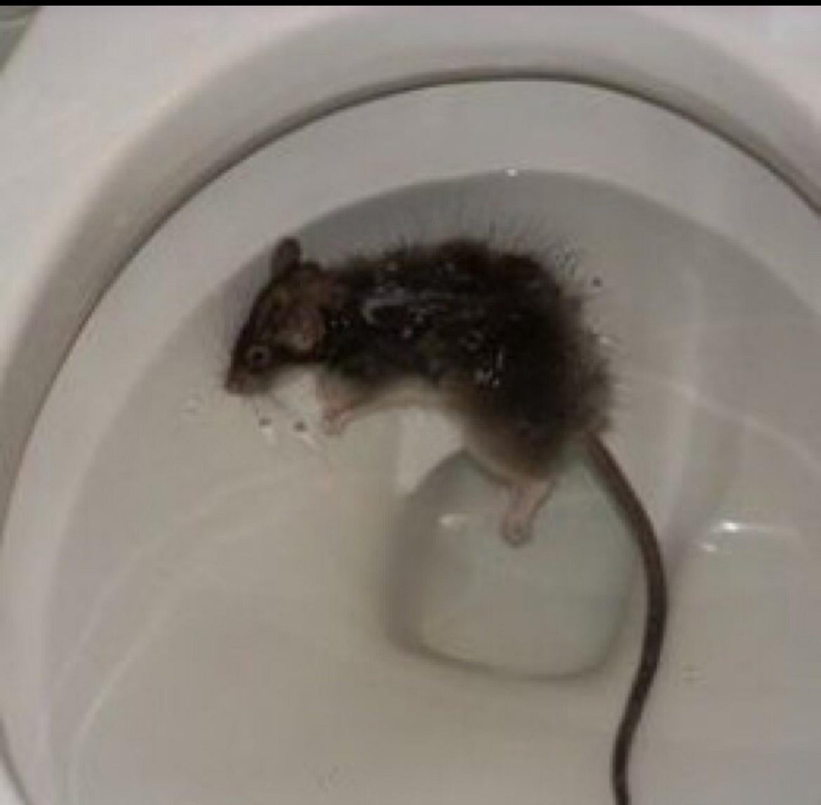 Mouse in toilet