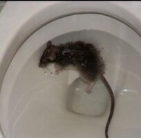 Mouse in toilet