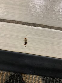 One of many bugs seen in the bathroom area