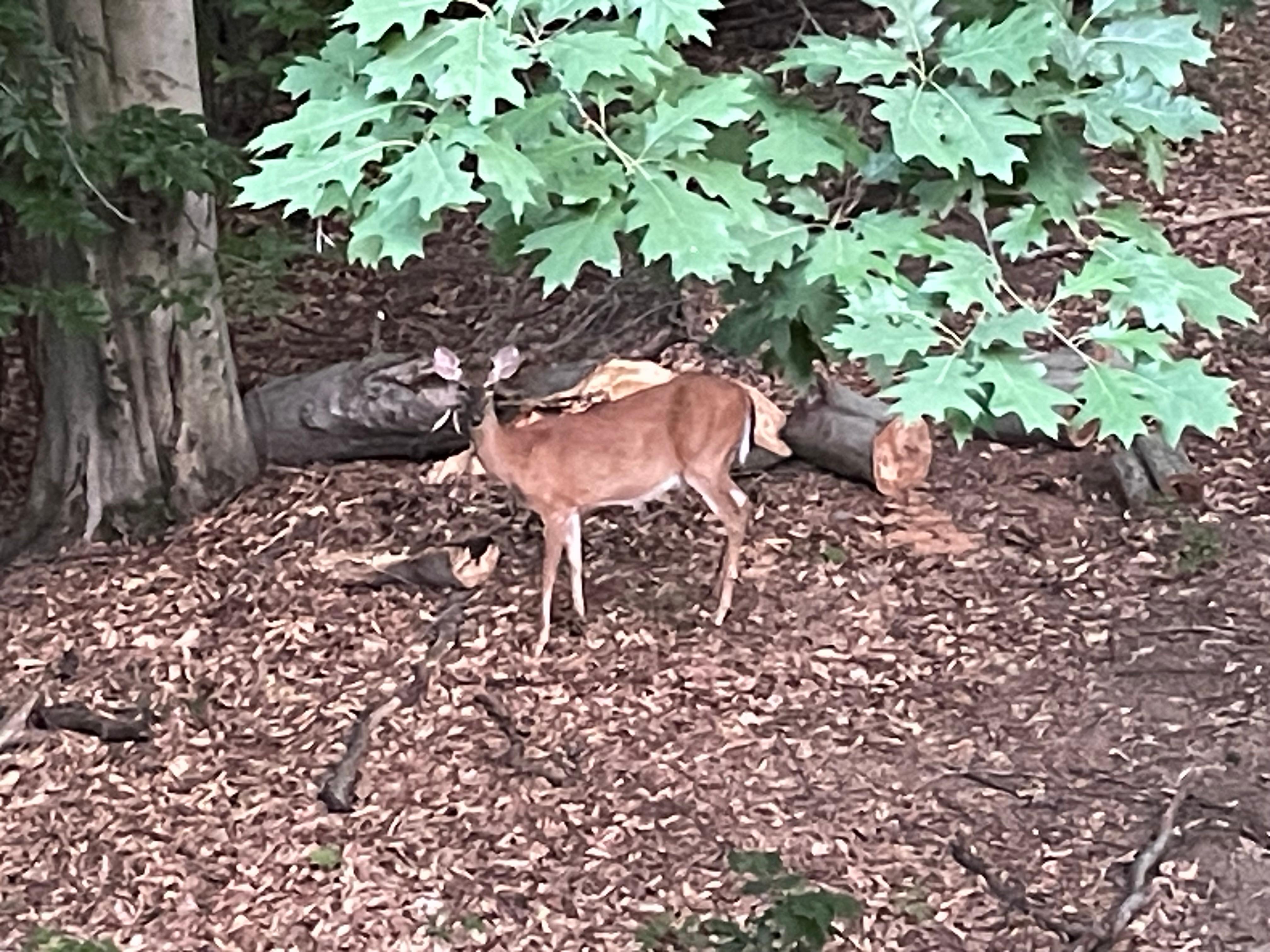 Our visitor one evening