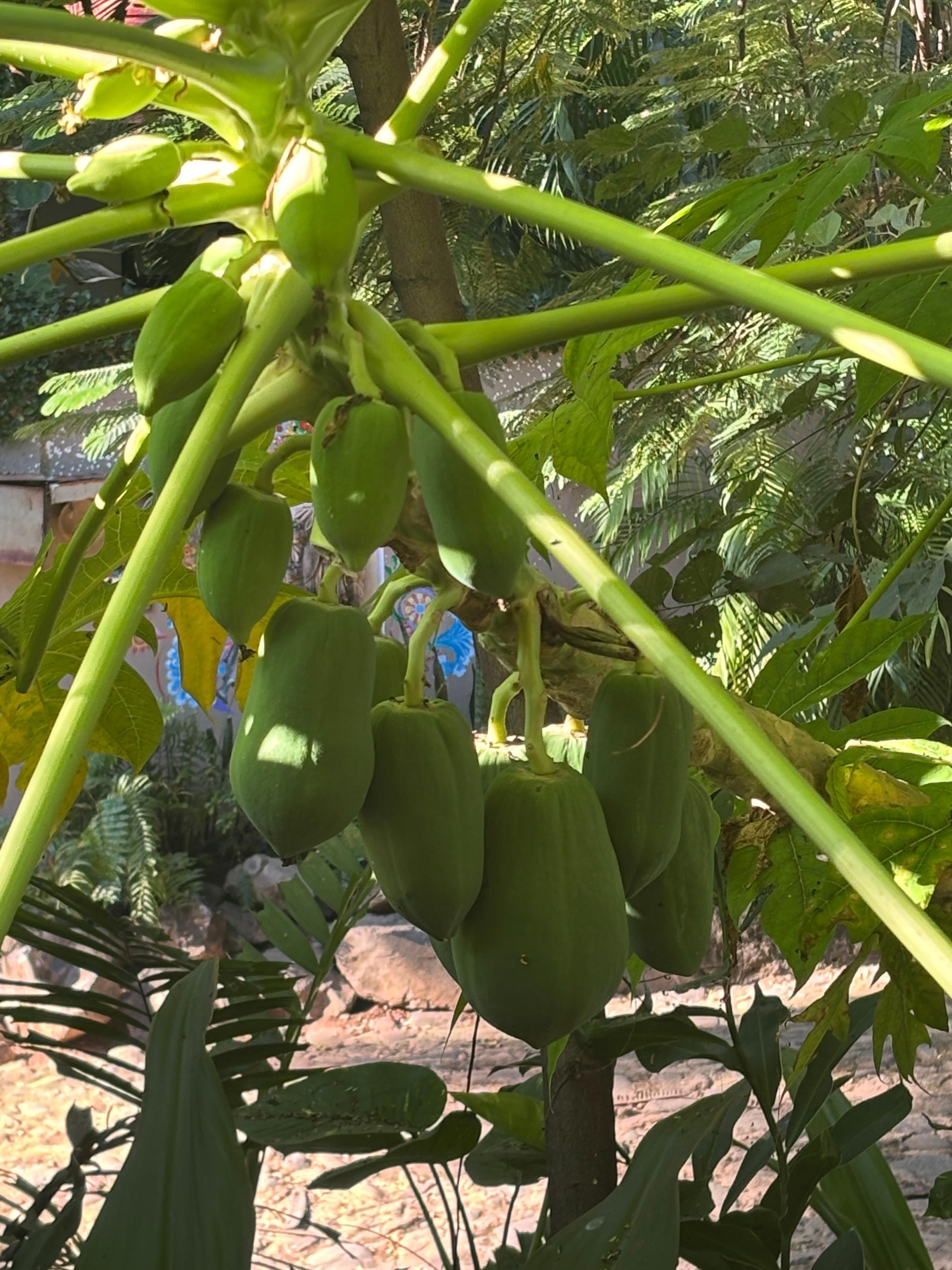 Fruit trees around the pool 