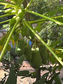 Fruit trees around the pool