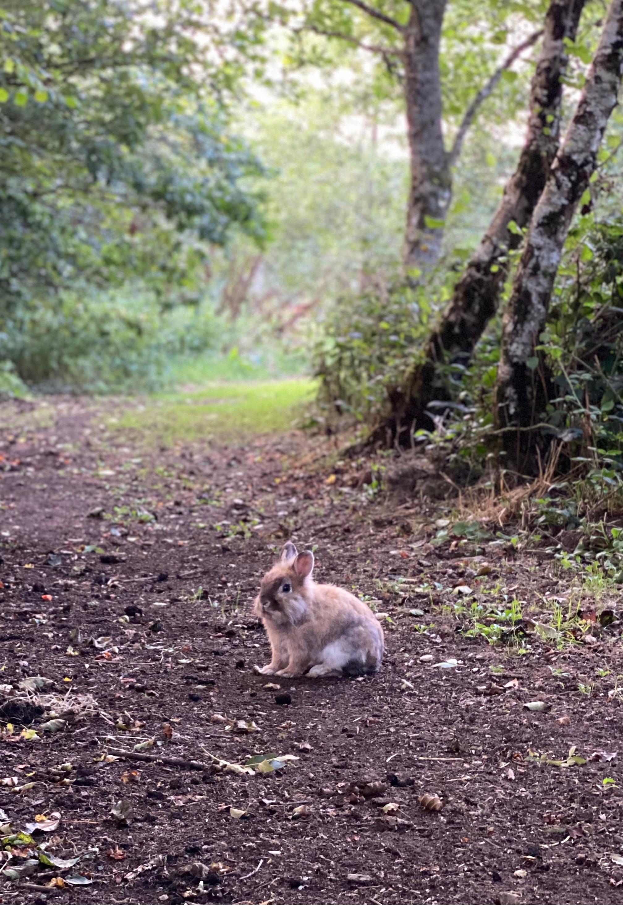 Rabbit time