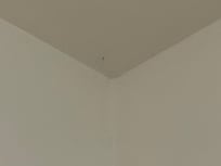 Spindelvæv og edderkop