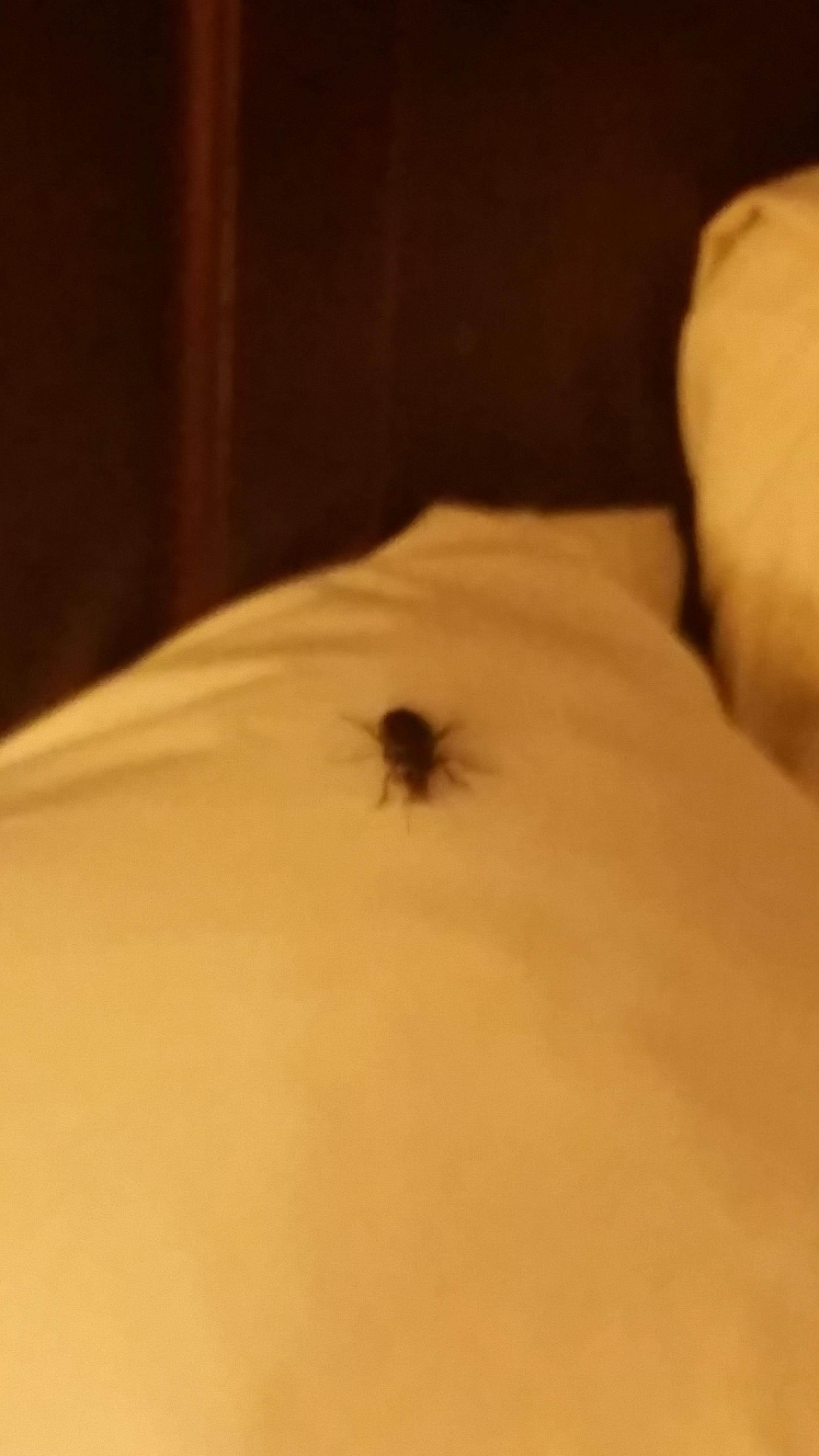 bug in my bed