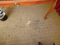 Stained carpeting