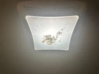Bugs throughout room