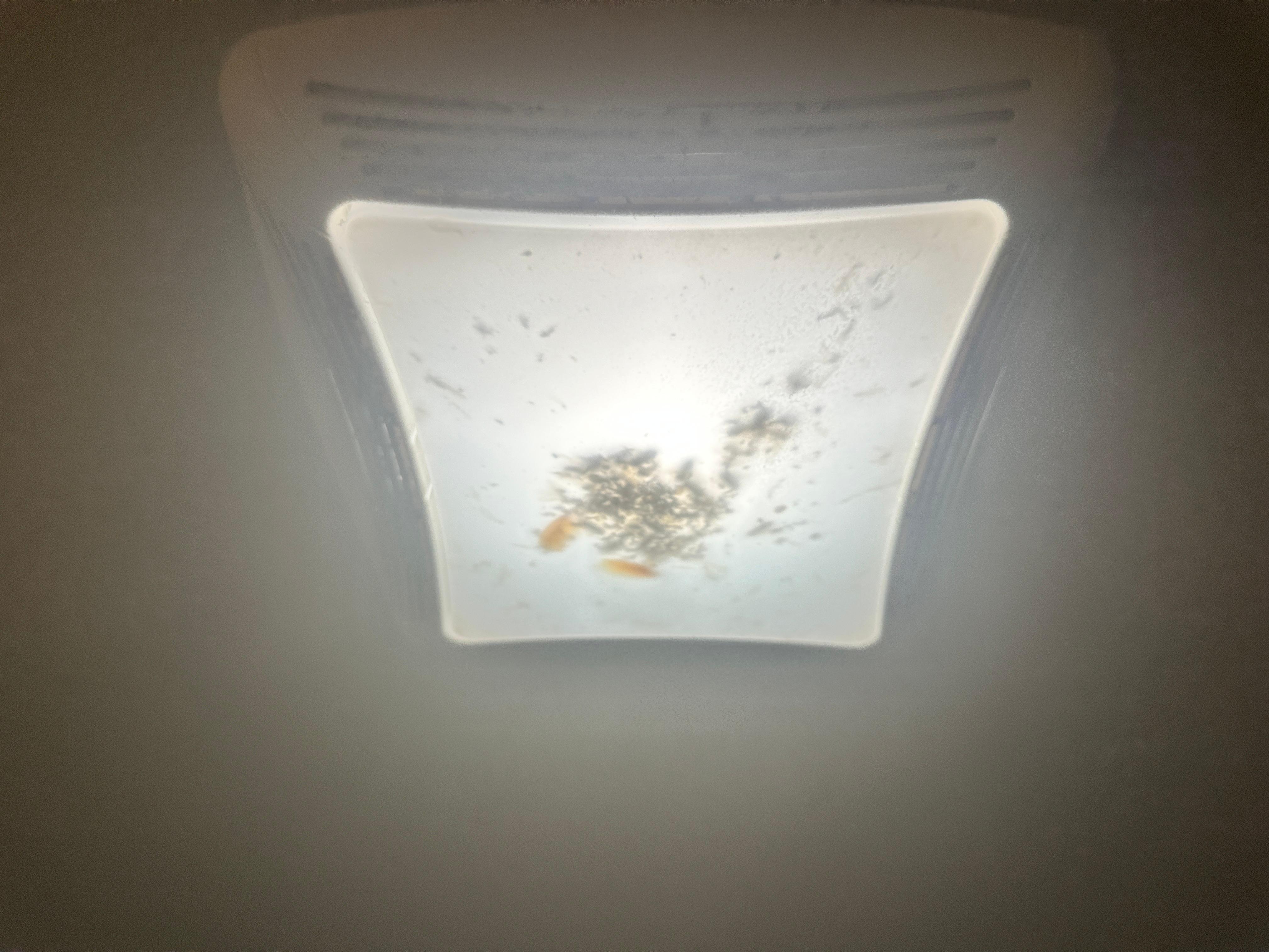 Bugs throughout room