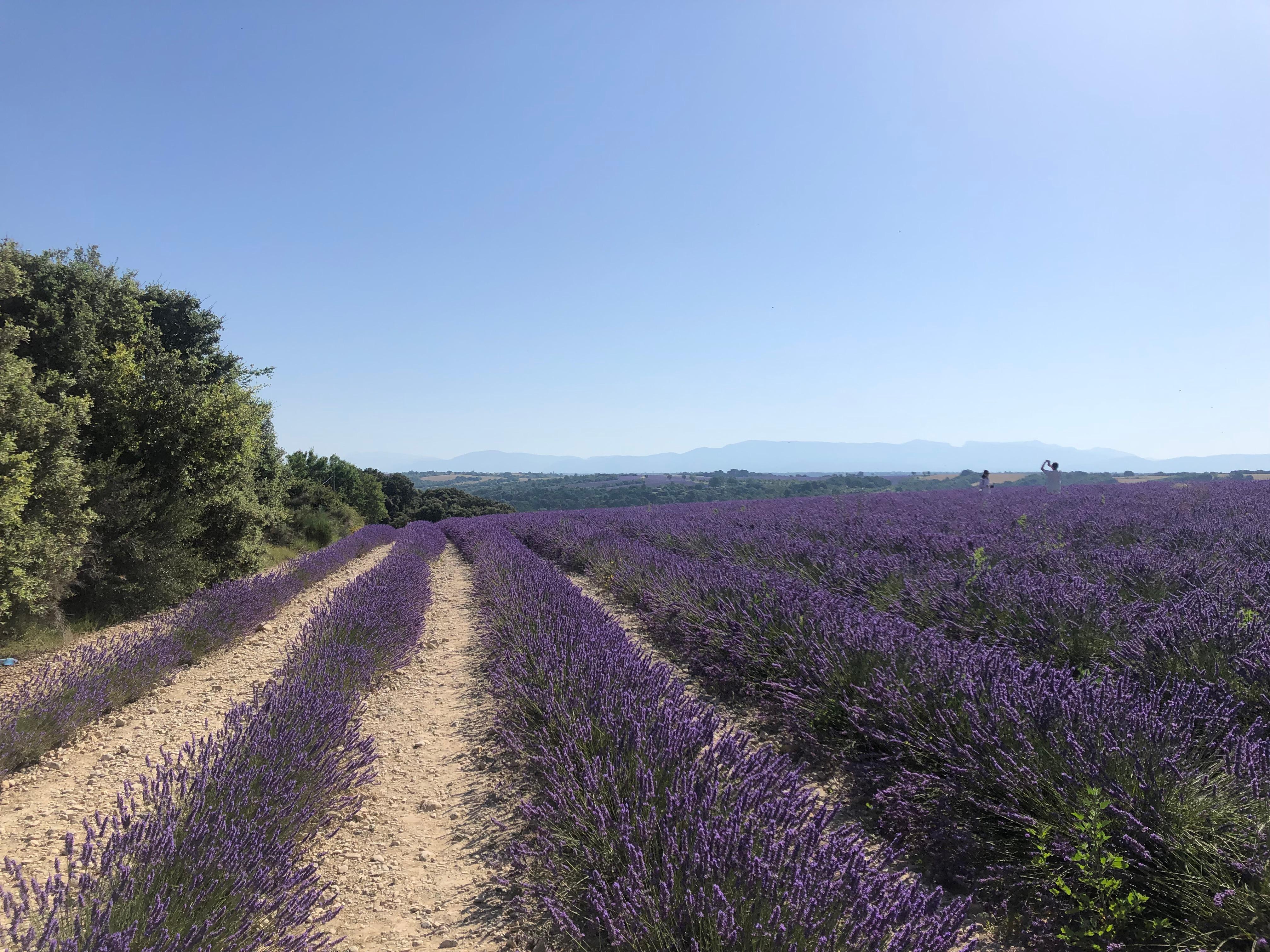 Campo di lavanda a 10 km dalla struttura 