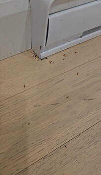 Ants (living room)