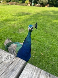 Loved this guy in the beautiful gardens