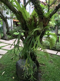 Tuin van het hotel