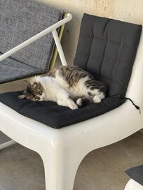 Panda the sleepy cat