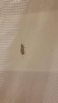 Cucaracha en el baño