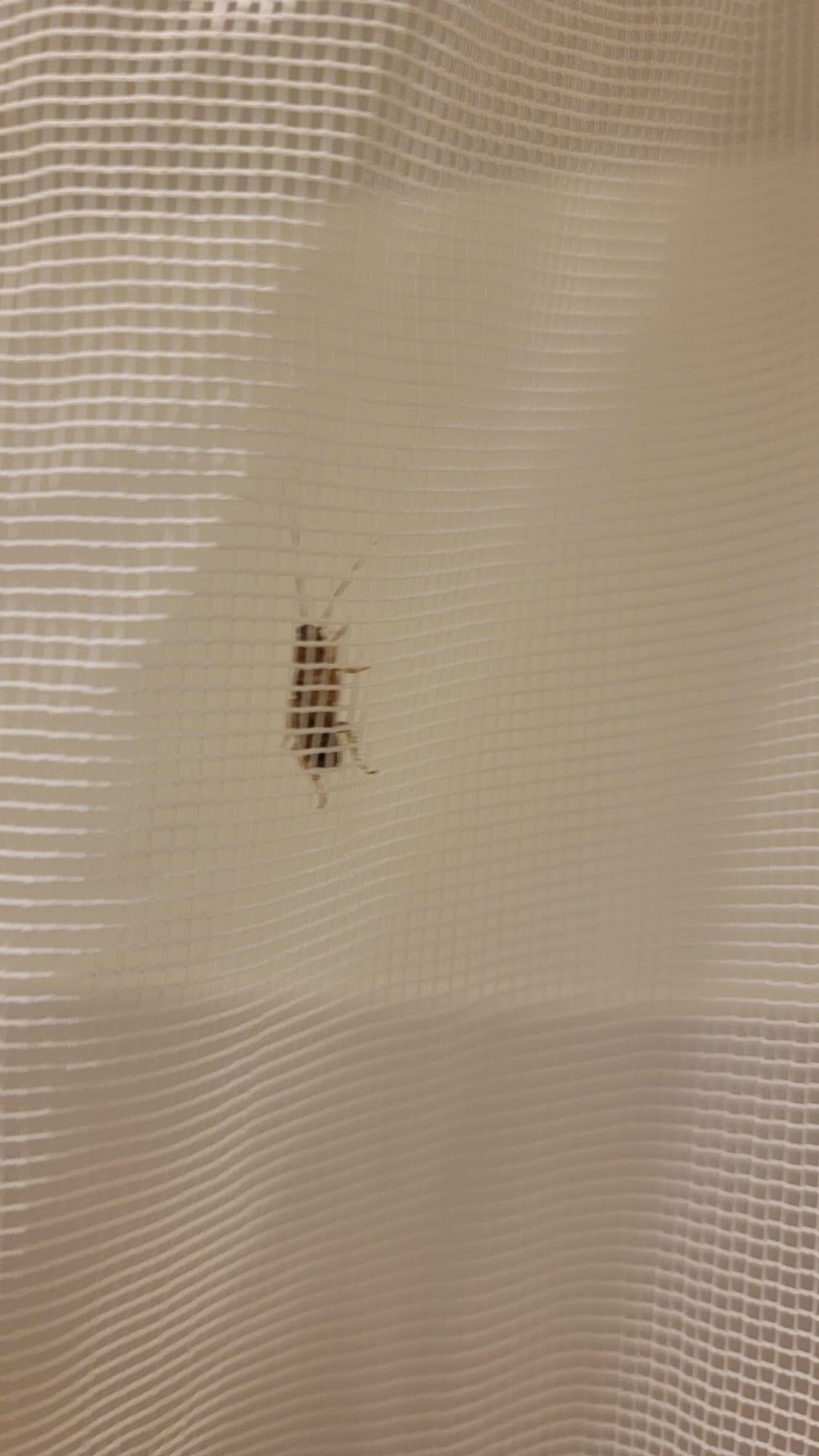 Cucaracha en el baño