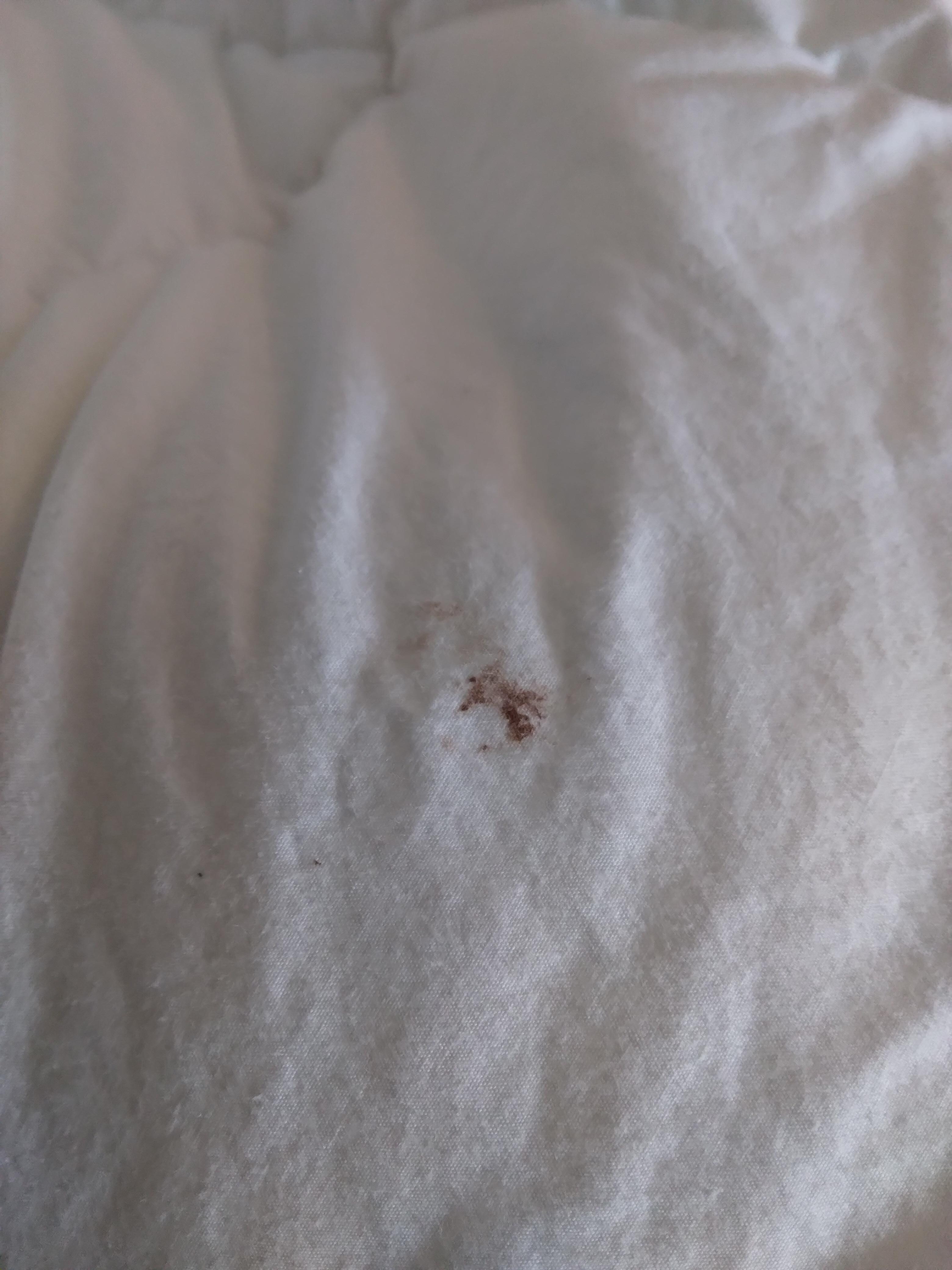 Dried blood on blankets