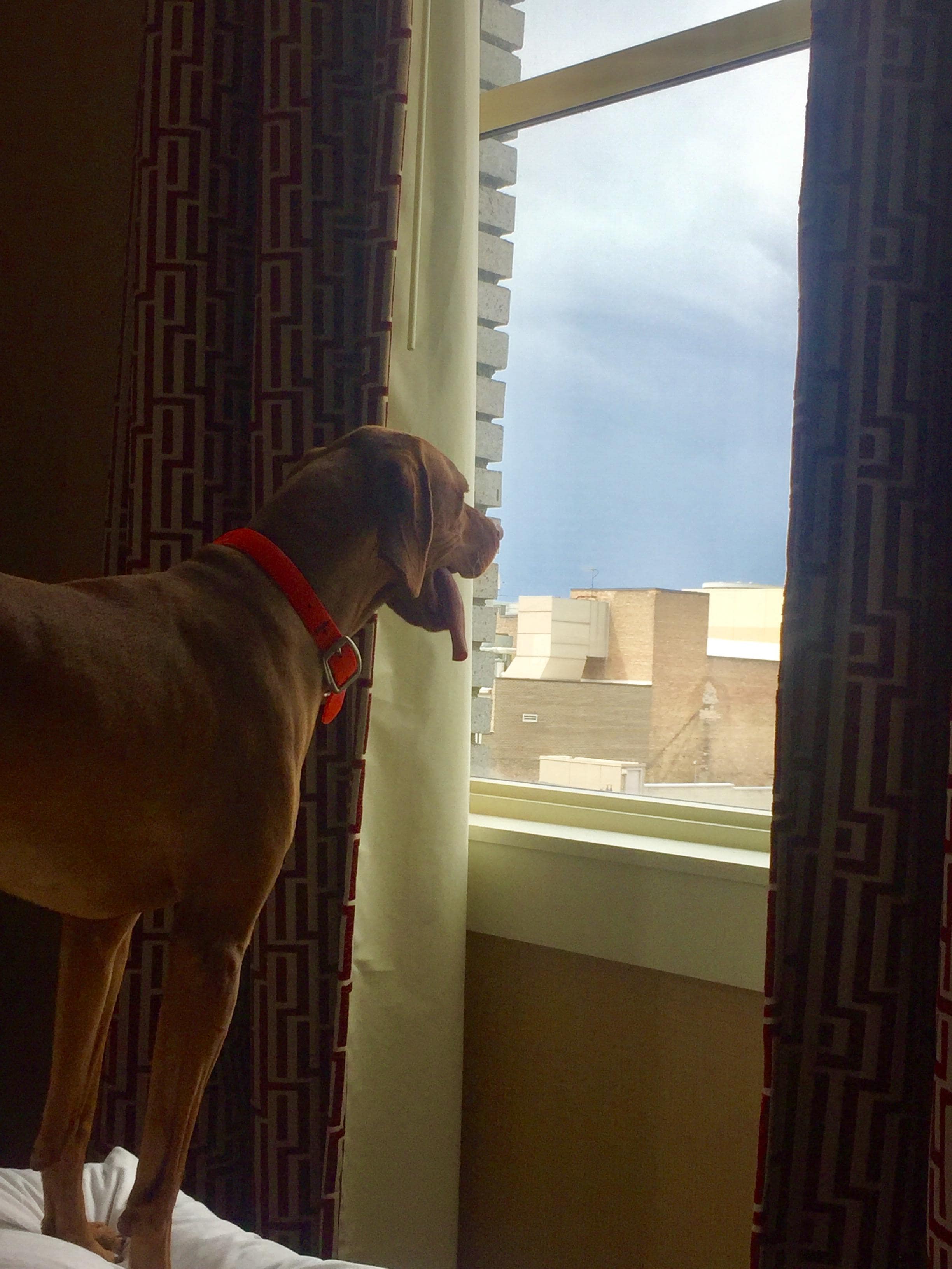 He loves the city view!