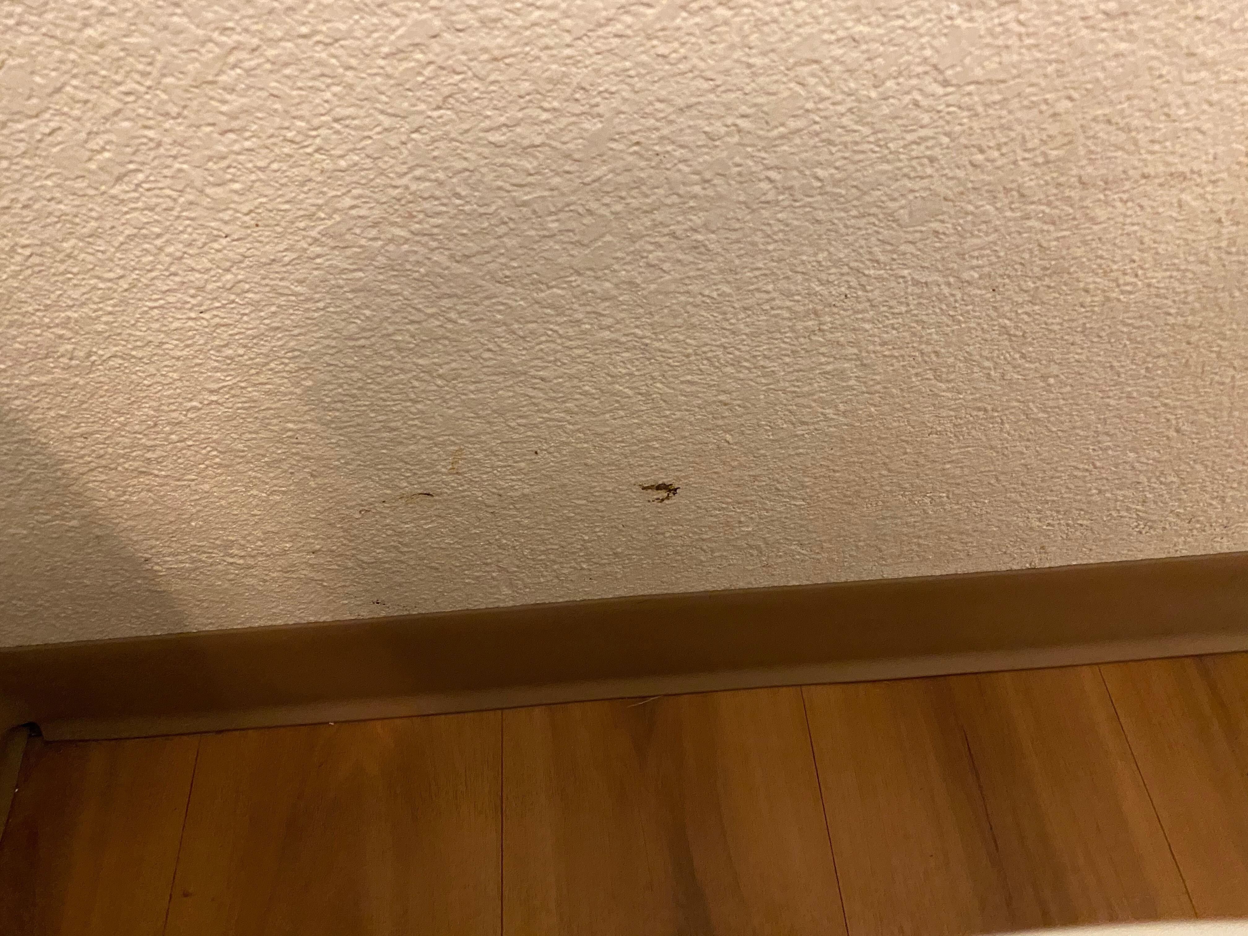 Feces (poop) on wall next to toilet