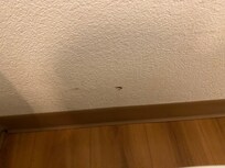 Feces (poop) on wall next to toilet