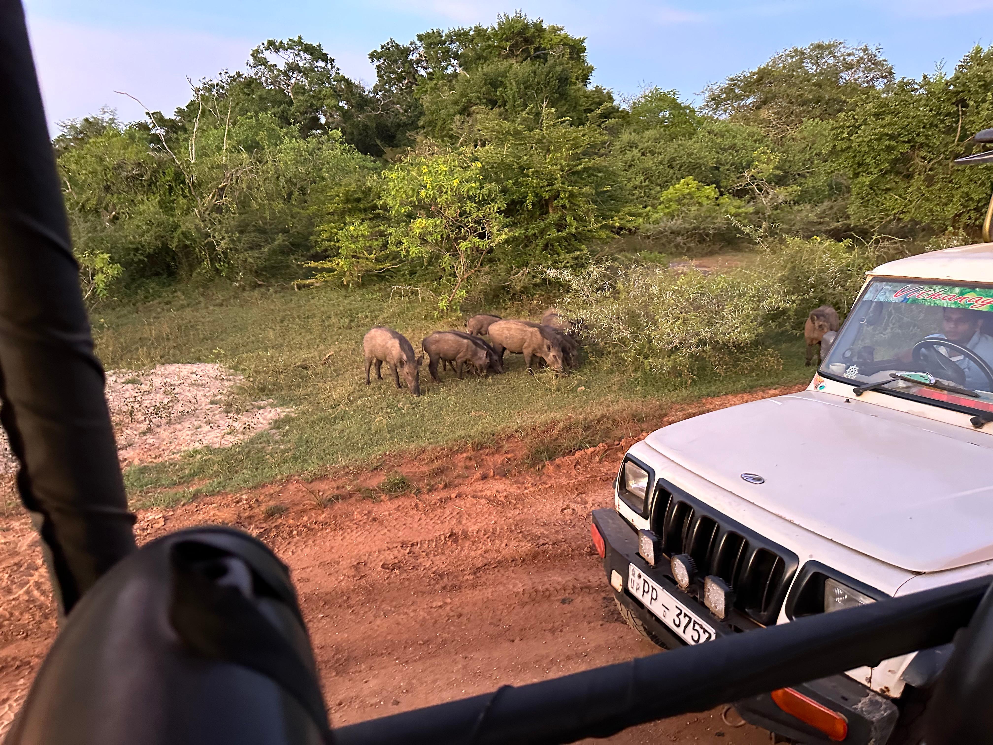 Scene typical of Yala National Park