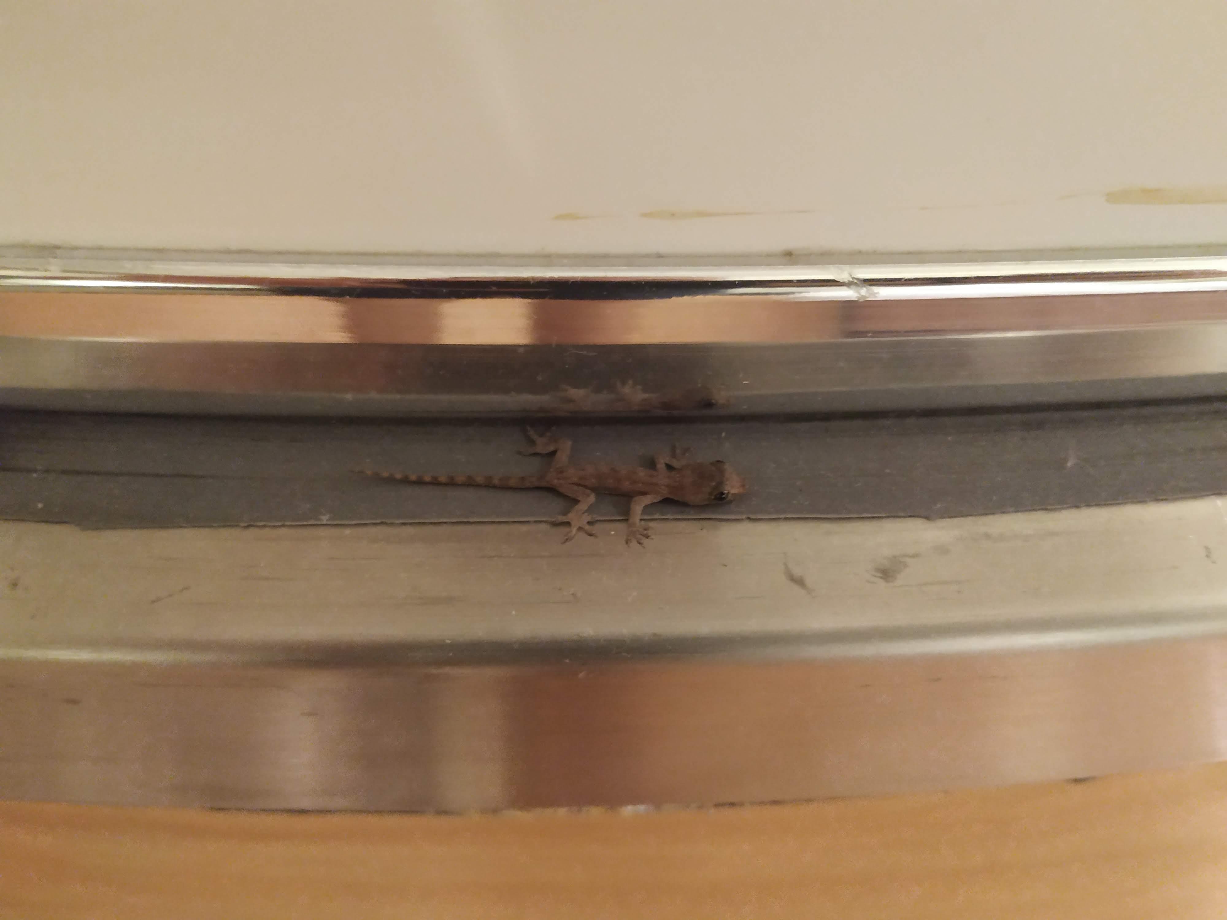Un lézard