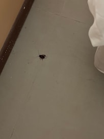 Barata perto da cama