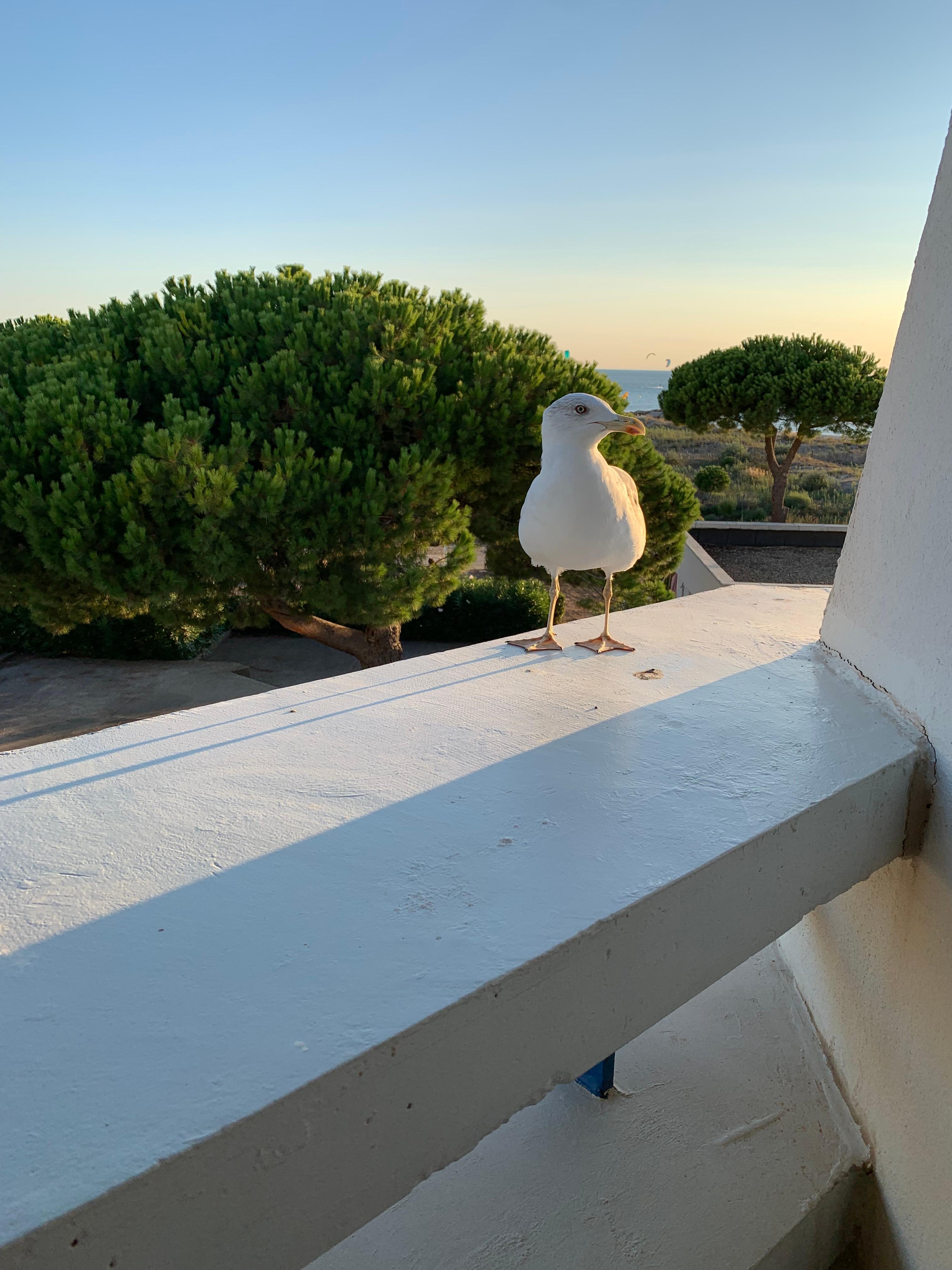 Notre amie la mouette 