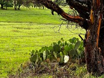 Prickly pear in green green backdrop
