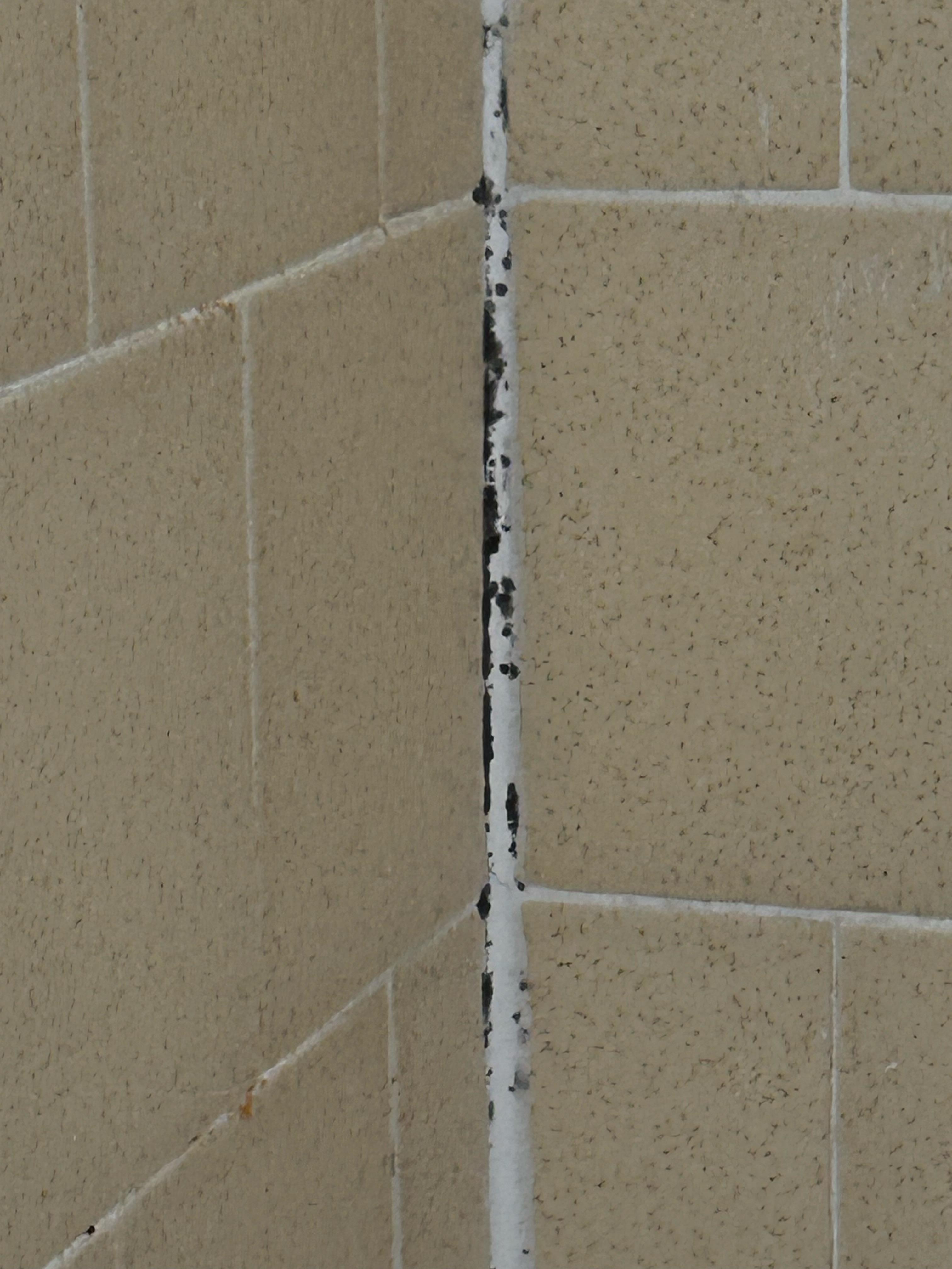 Black mold in shower