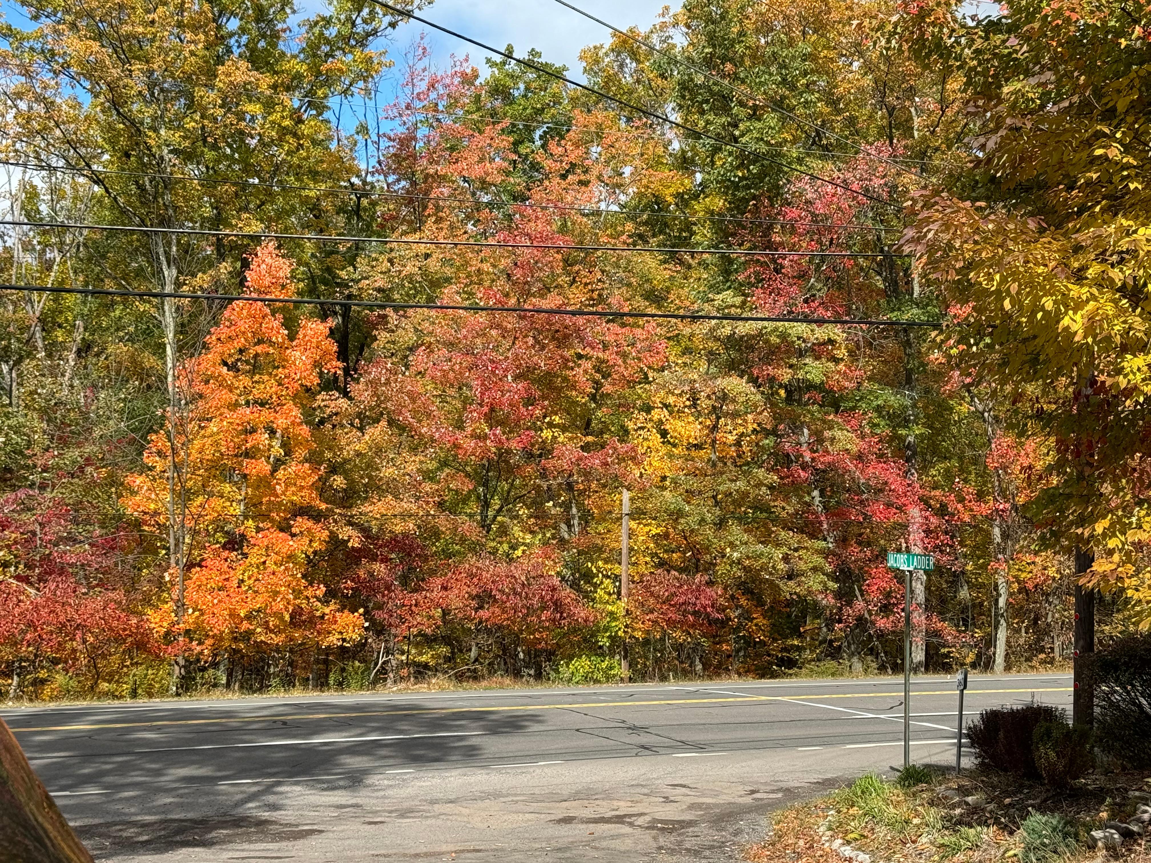 Lovely fall colors