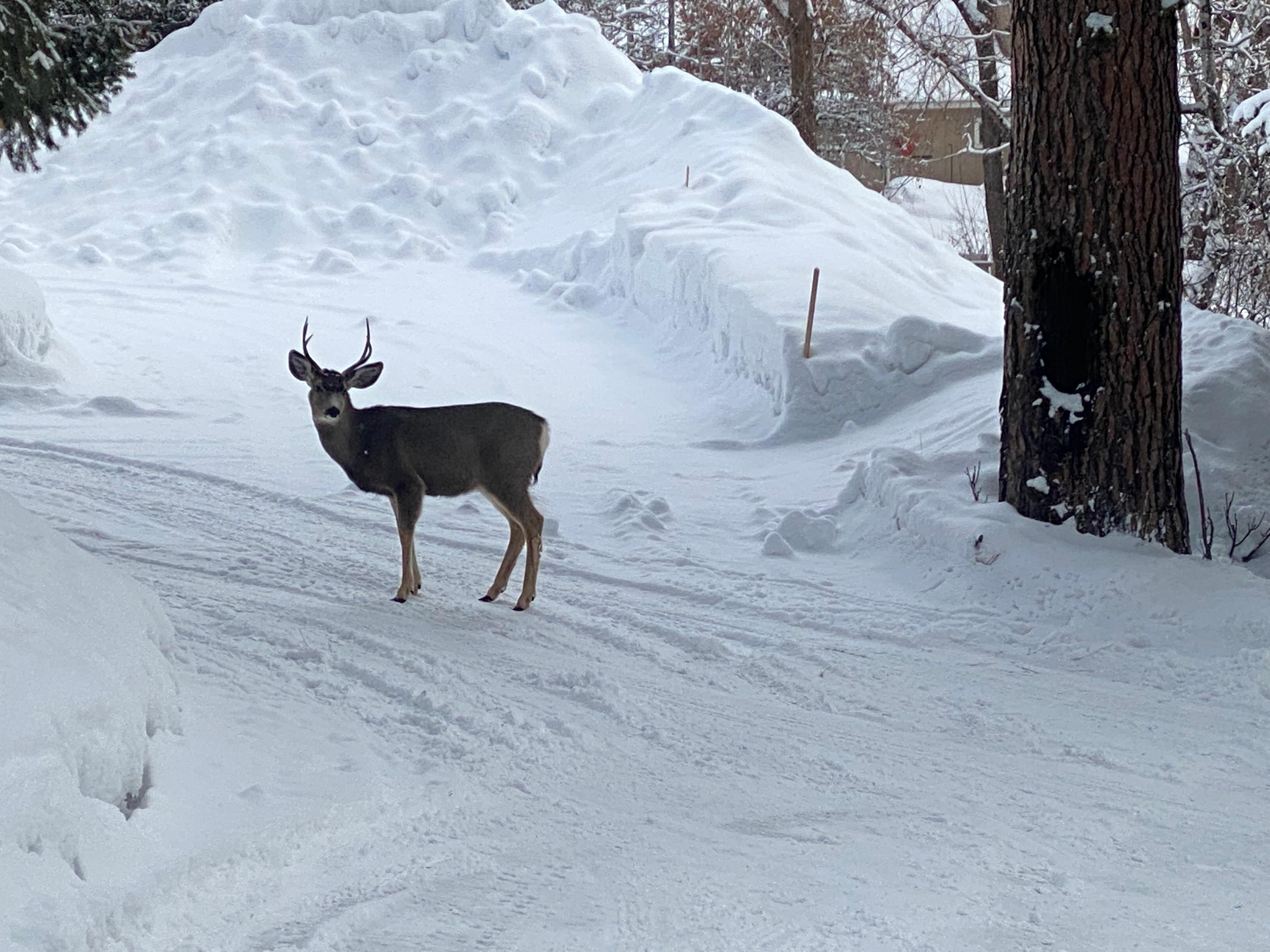 Buck in driveway