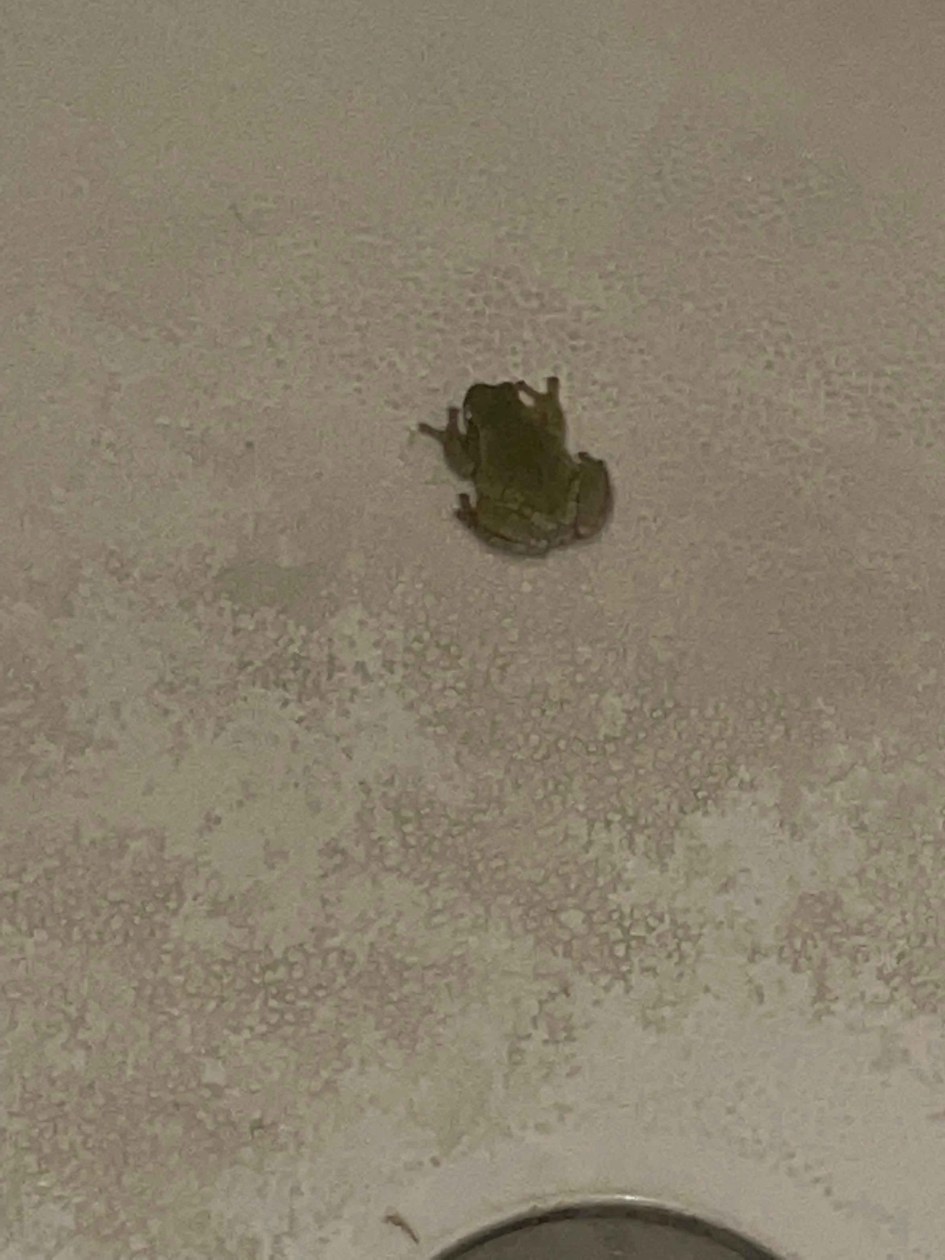 Yes, a frog in the shower