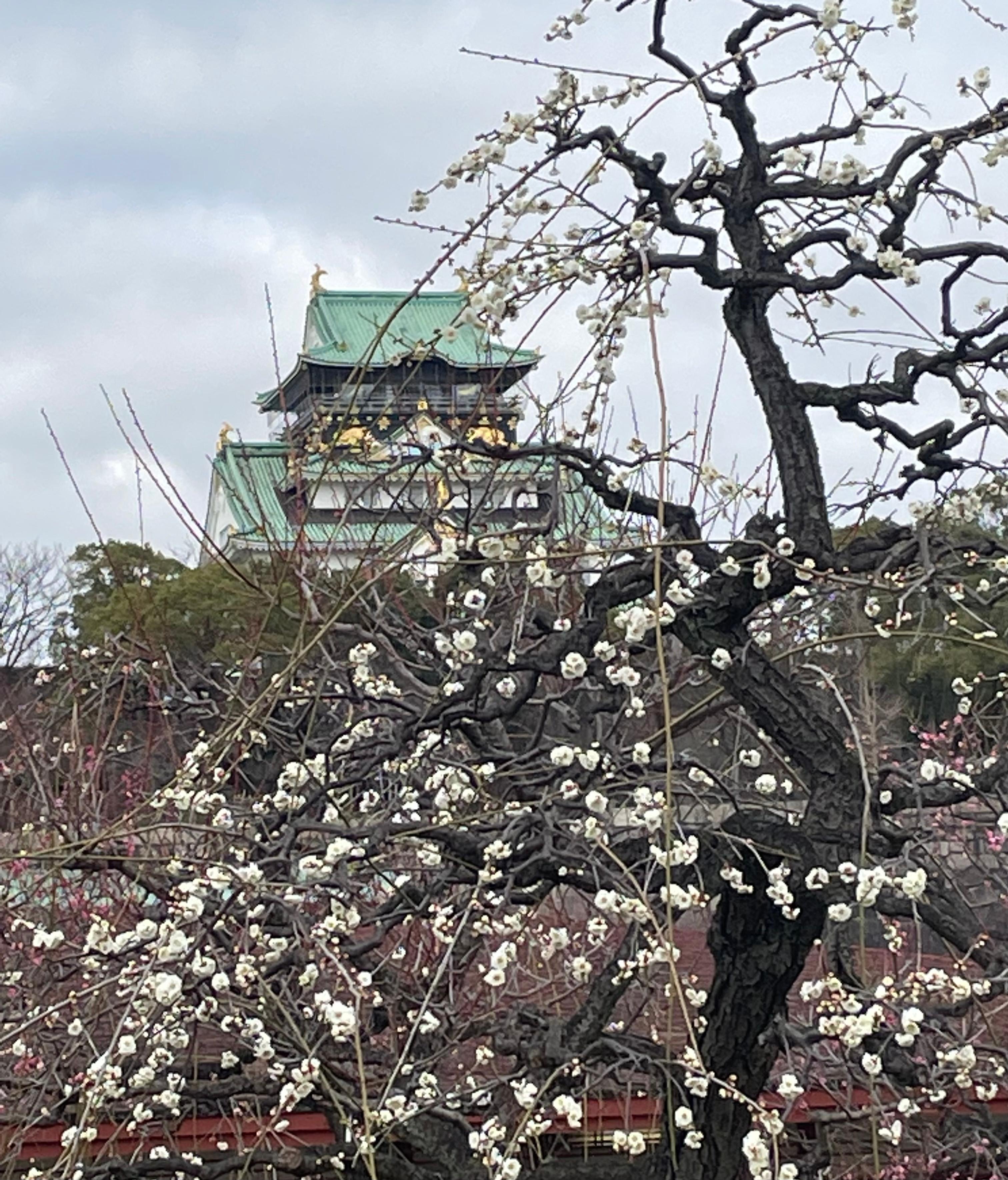 Garden of Osaka Castle. 