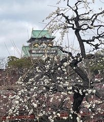 Garden of Osaka Castle.