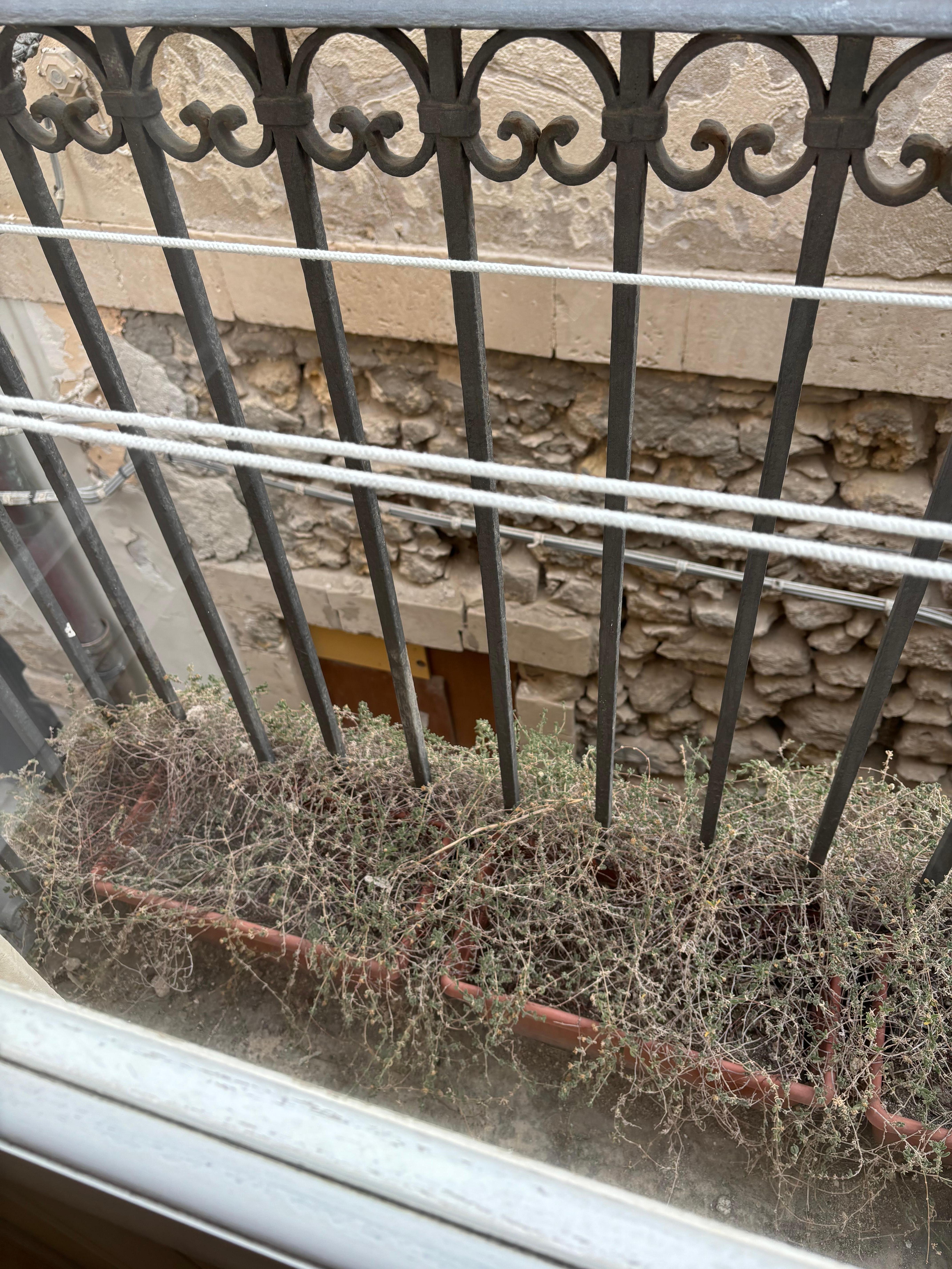 Dead plants at property - probably a fire hazard in a narrow alley