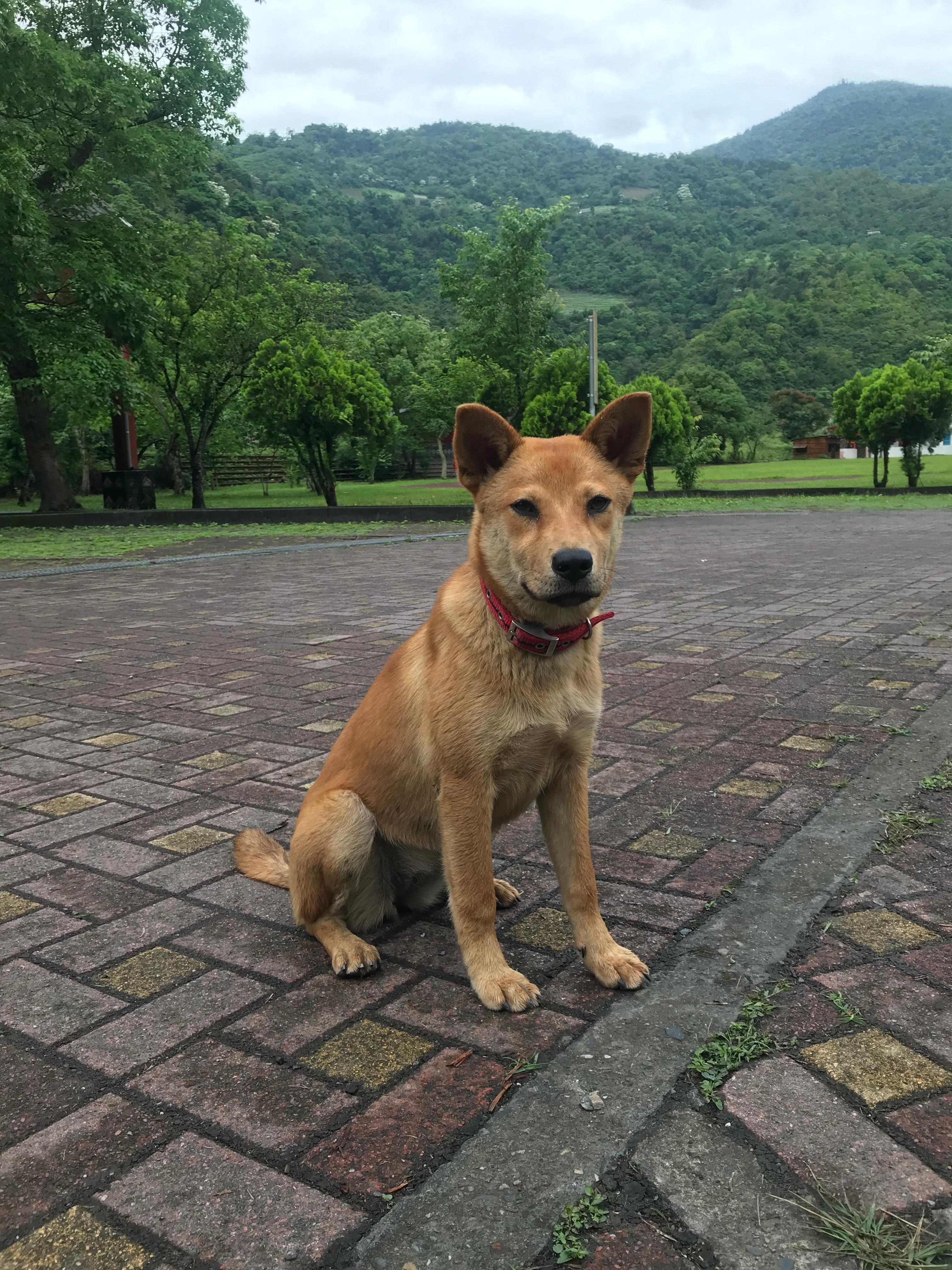 英士部落國小之守護犬