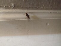 Roaches!!