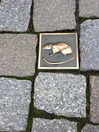 The rat trail